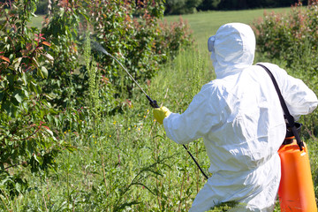 Farmer spraying toxic pesticides or insecticides in fruit orchard. Pest management.