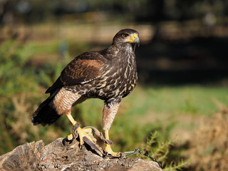 Bird of prey adult Red Kite watching (Milvus Milvus)