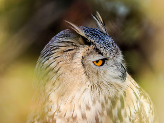 Birds of prey Eurasian Scops-owl looking trough the woods