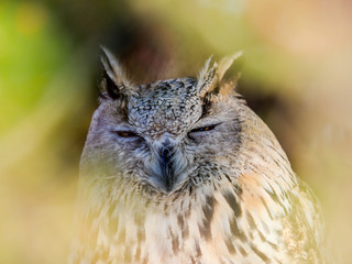 Bird of prey Eurasian Scops-owl looking trough the woods 