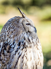 Eurasian Scops-owl watching for prey in the woods hunting