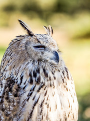 Eurasian owl watching for prey in the woods hunting birds