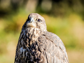 Bird of prey hunting closeup outdoor shot. Birds of prey are found in different countries but also at the zoo