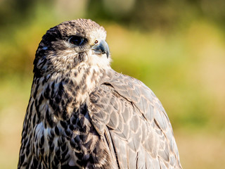 Bird of prey hunting closeup outdoor shot. Birds of prey are found in different countries but also...