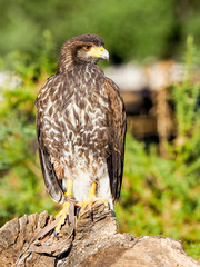 Bird of prey hunting and looking for food