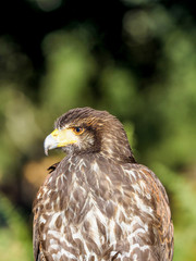 Bird of prey closeup hunting and looking for food in the forest