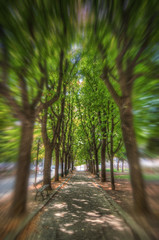 Walk through the trees 