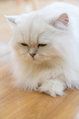 Cute White Persian cats on the floor