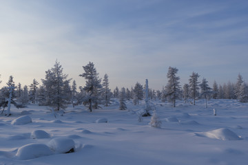 Obraz premium Winter landscape with forest, trees and sunset. 