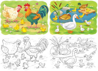 Set of cute farm animals. Hen, rooster, chicks, duck, ducklings, geese.