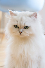 Cute White Persian cats on the floor