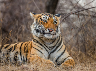 Fototapeta na wymiar Portrait of a Bengal tiger. Ranthambore National Park. India. An excellent illustration.