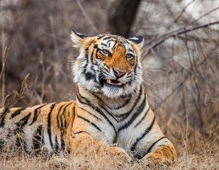 Portrait of a Bengal tiger. India