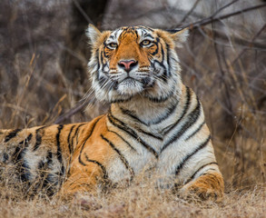 Fototapeta na wymiar Portrait of a Bengal tiger. Ranthambore National Park. India. An excellent illustration.
