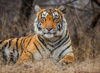 Portrait of a Bengal tiger. Ranthambore National Park. India. An excellent illustration.