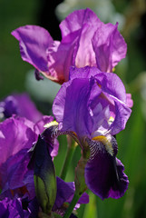 Iris violet au jardin au printemps