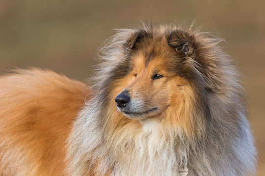 Chien colley