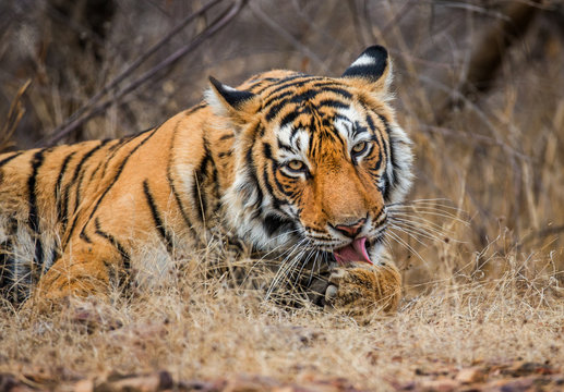 Bengal tiger in Ranthambore National Park. India. An excellent illustration.