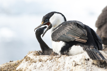 female blue-eyed cormorant Antarctic feeding chicks in the nest