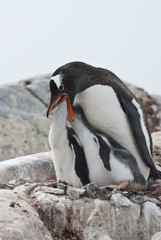 Fototapeta premium female Gentoo penguin chicks during feeding