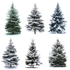 Collage d& 39 arbres de Noël