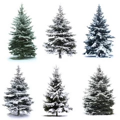 Deurstickers Bomen Kerstboom collage
