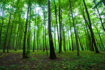 Fototapeta premium spring green forest