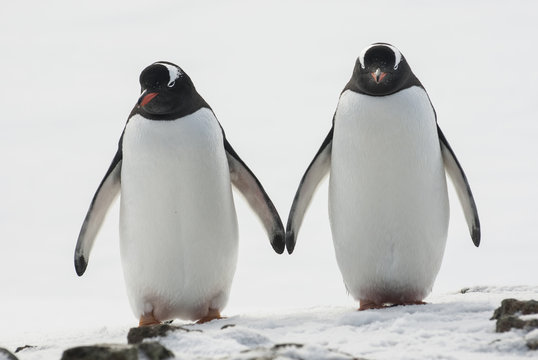 male and female Gentoo stand in the place of the future nest