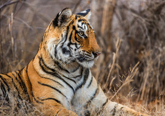 Portrait of a Bengal tiger. Ranthambore National Park. India. An excellent illustration.