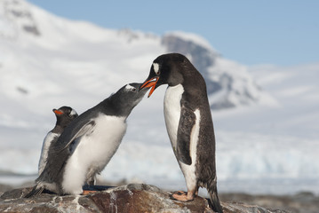 female Gentoo feed large chicks at the top of the slope