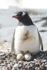 Fototapeta premium female Gentoo penguins on the nest with two eggs