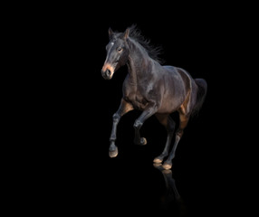 Isolate of brown horse running on black background
