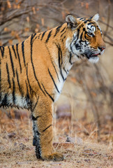 Fototapeta na wymiar Bengal tiger in Ranthambore National Park. India. An excellent illustration.