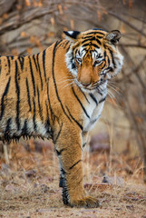 Bengal tiger in Ranthambore National Park. India. An excellent illustration.