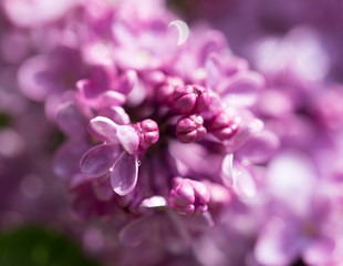 beautiful lilac flowers in nature