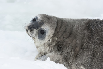 Weddell seal baby who is lying on the ice turning his head