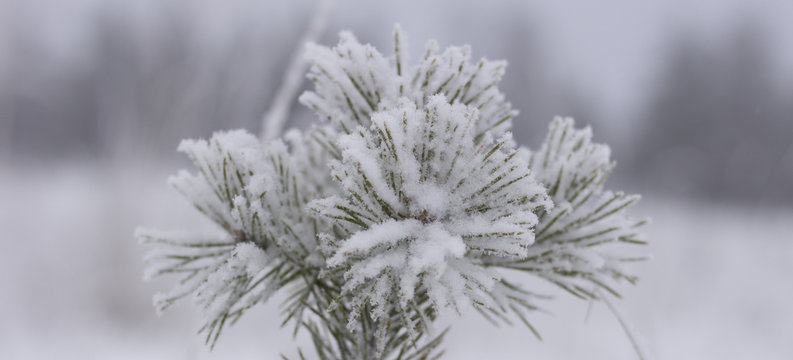 Fototapeta  Frozen tree branch in winter forest. Branch covered with rime