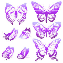 Plakat beautiful butterflies, isolated on a white