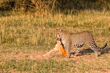 Hunters of savanna. Leopard. Kenya, Africa	