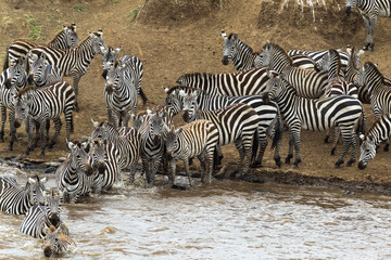 Fototapeta na wymiar Zebras crossing the river Mara. Masai Mara, Kenya
