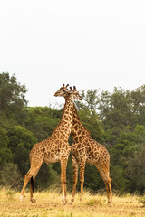 Two giraffes. War in the Savanna.  Masai Mara, Kenya	