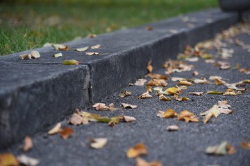 Autumn yellow leaves on asphalt ground