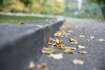 Fototapeta na wymiar Autumn yellow leaves on asphalt ground