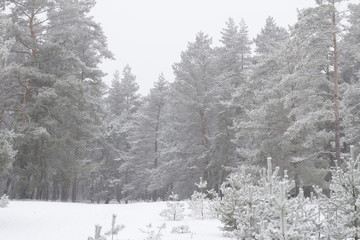 cold day in the snowy winter forest