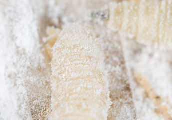 maggot in flour. macro