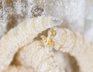 maggot in flour. macro