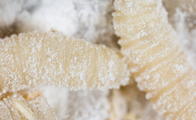maggot in flour. macro