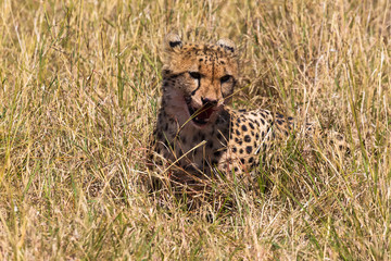 Satisfied cheetah. Masai Mara, Kenya