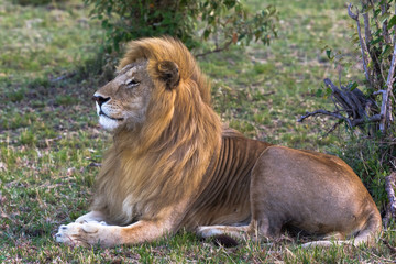 A living sphinx. Beautiful lion. Masai Mara, Kenya