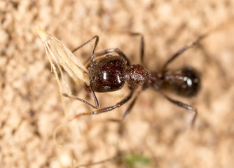 ant in nature. macro